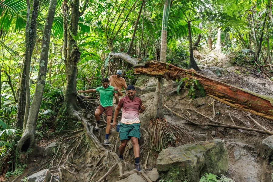 Three hikers descending a steep forest trail with exposed tree roots in El Yunque rainforest.