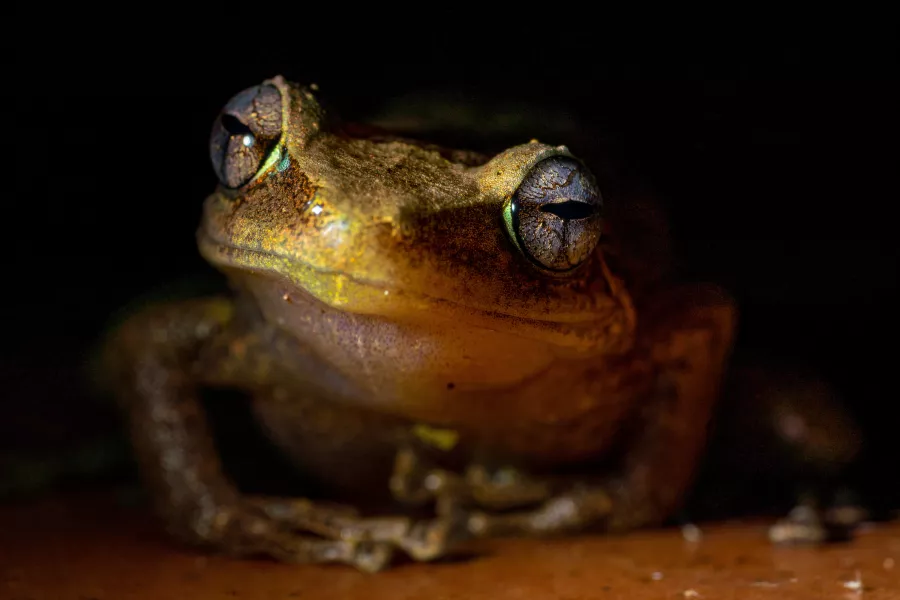 Close-up of a Puerto Rican coquí frog at night, illuminated against a dark background.