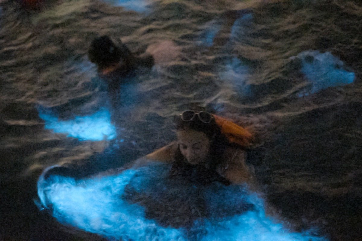 Gente nadando dentro de una bahía bioluminiscente.