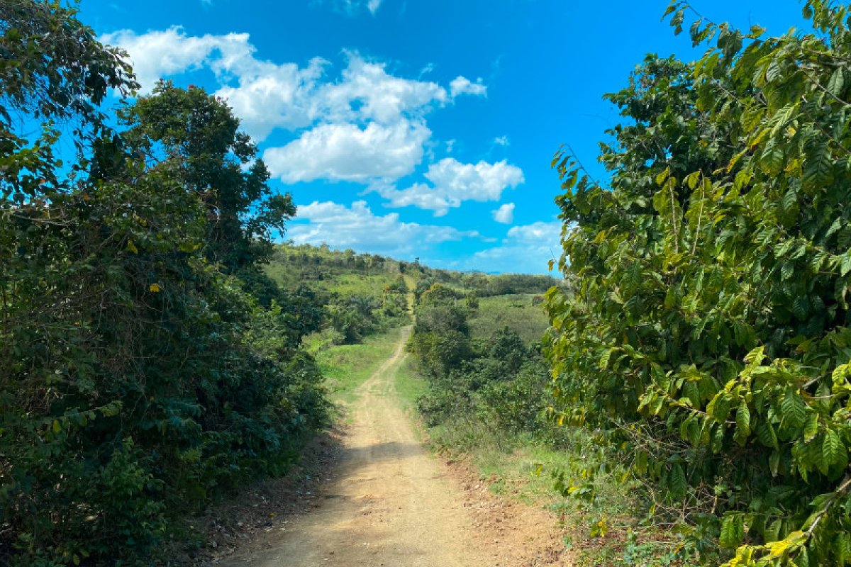 Descubre los mas de 300 acres de abundantes tierras de cultivo de Hacienda 8A.