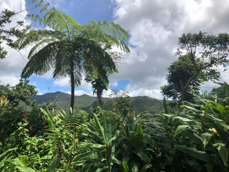 El Yunque rainforest