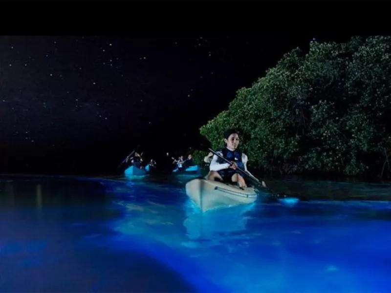 Kayakers enjoy drifting through a bioluminescent bay.