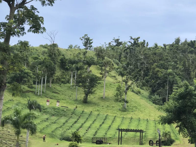 A lush landscape at Hacienda Munoz, a coffee plantation.