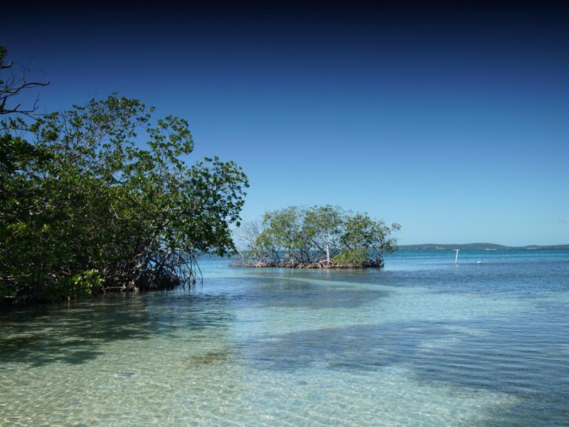 View of the mangrove island known as Gilligan's Island in Guánica.