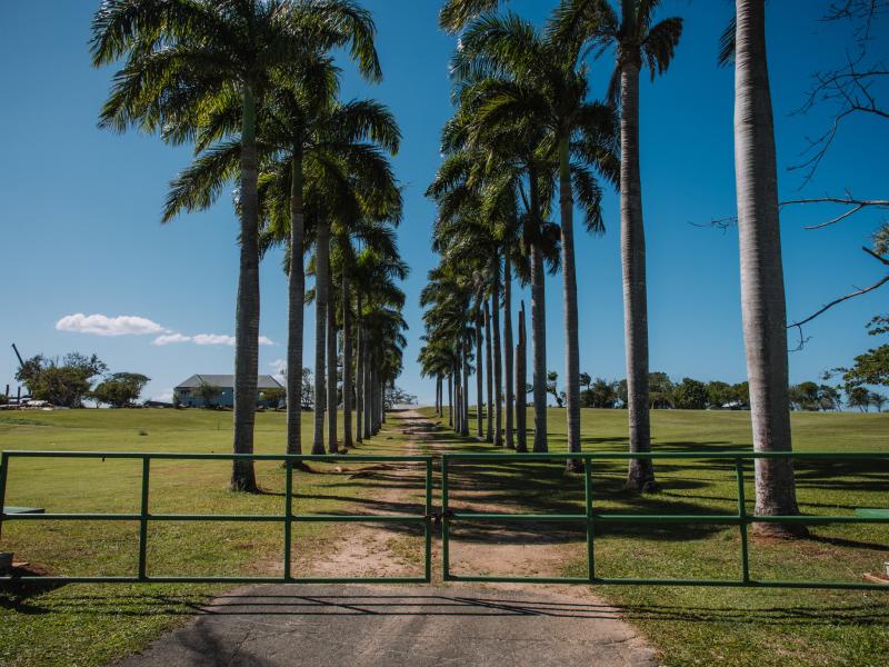 A row of palm trees at the gate of Hacienda La Esperanza in Manatí. 