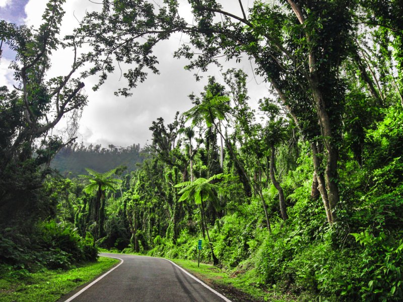 A stretch of road surrounded by verdant forest.