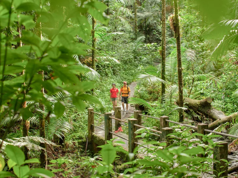 A couple of people walk along a trail surrounded by lush green forest