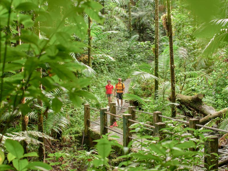 A couple of people walk along a trail surrounded by lush green forest