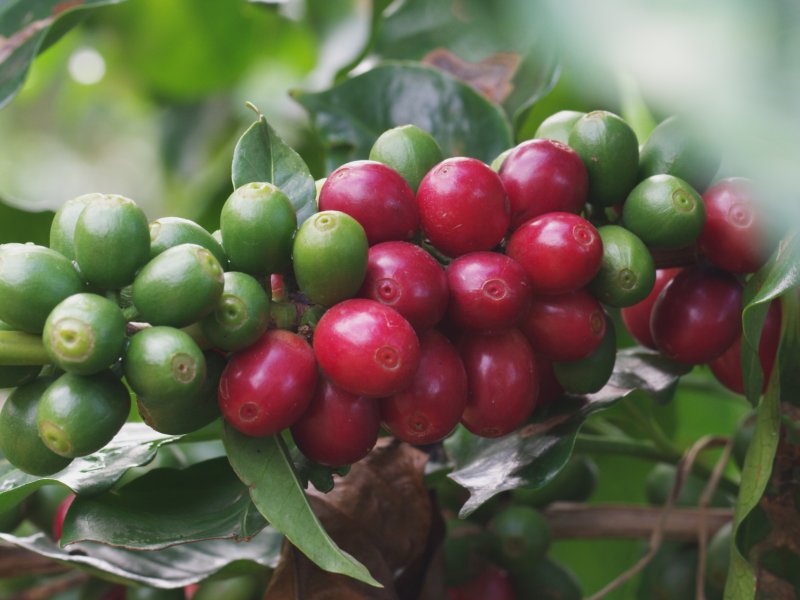 A picture of locally grown coffee beans.