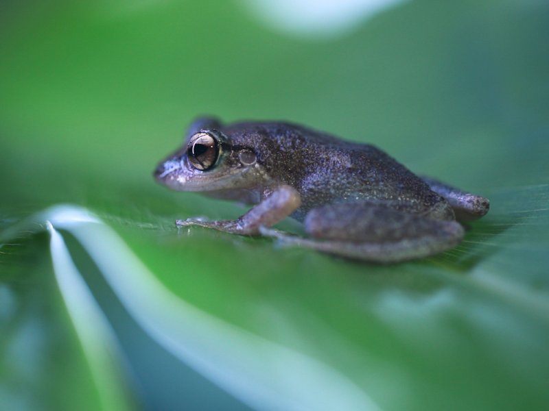 E. coqui deals