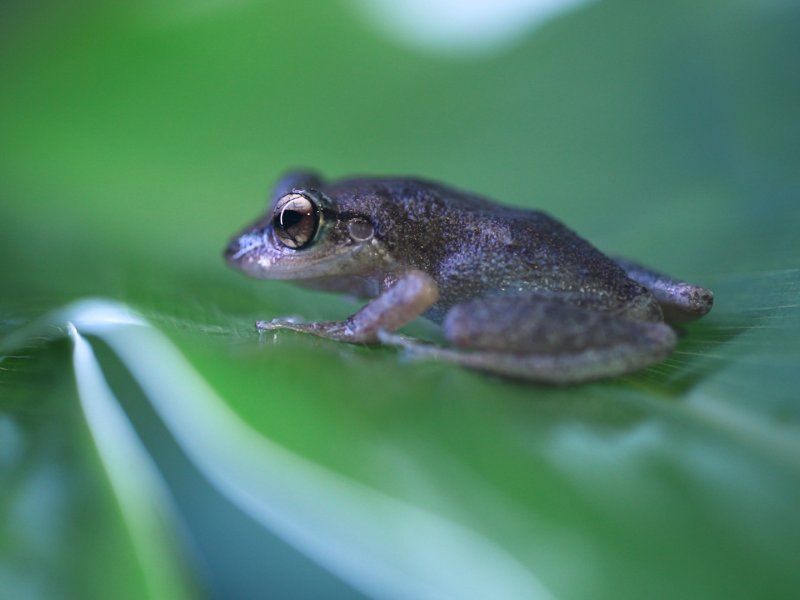 The coquí frog.