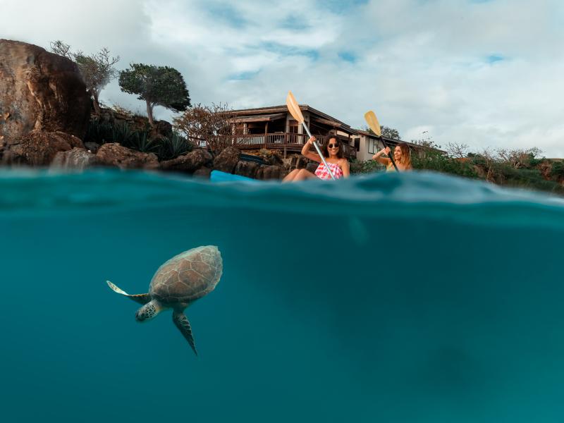 Kayaking and a sea turtle