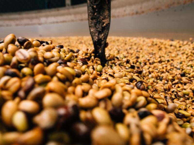 Coffee beans being roasted in Ciales