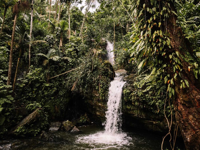 A waterfall surrounded by a dense jungle in El Yunque National Forest, Puerto Rico.