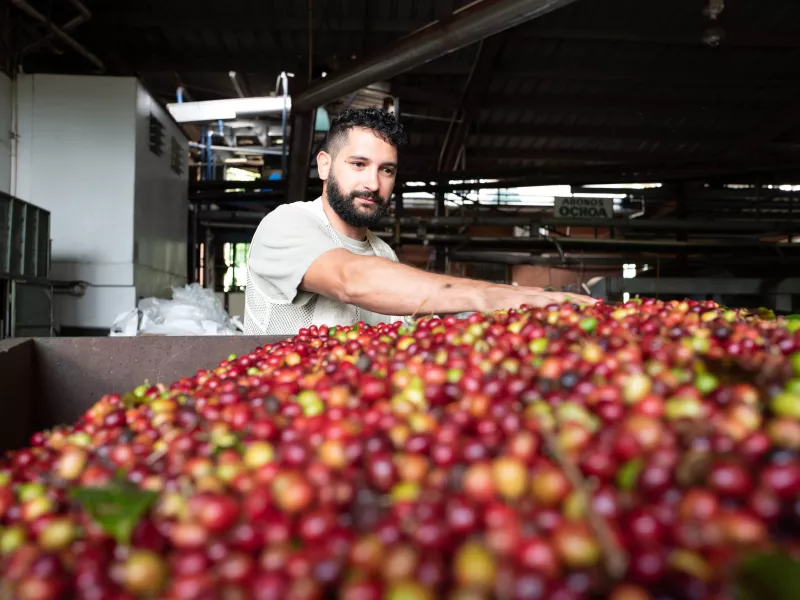 Chef Manolo López inspecting coffee beans.