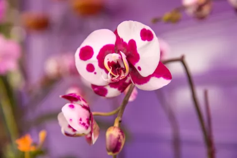 Aibonito Flower Festival