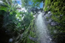Waterfall cascading down moss-covered rocks in El Yunque National Forest, surrounded by lush tropical rainforest in Puerto Rico.
