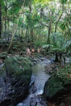 sitors hiking along a rocky stream surrounded by lush tropical vegetation in El Yunque National Forest, Puerto Rico.