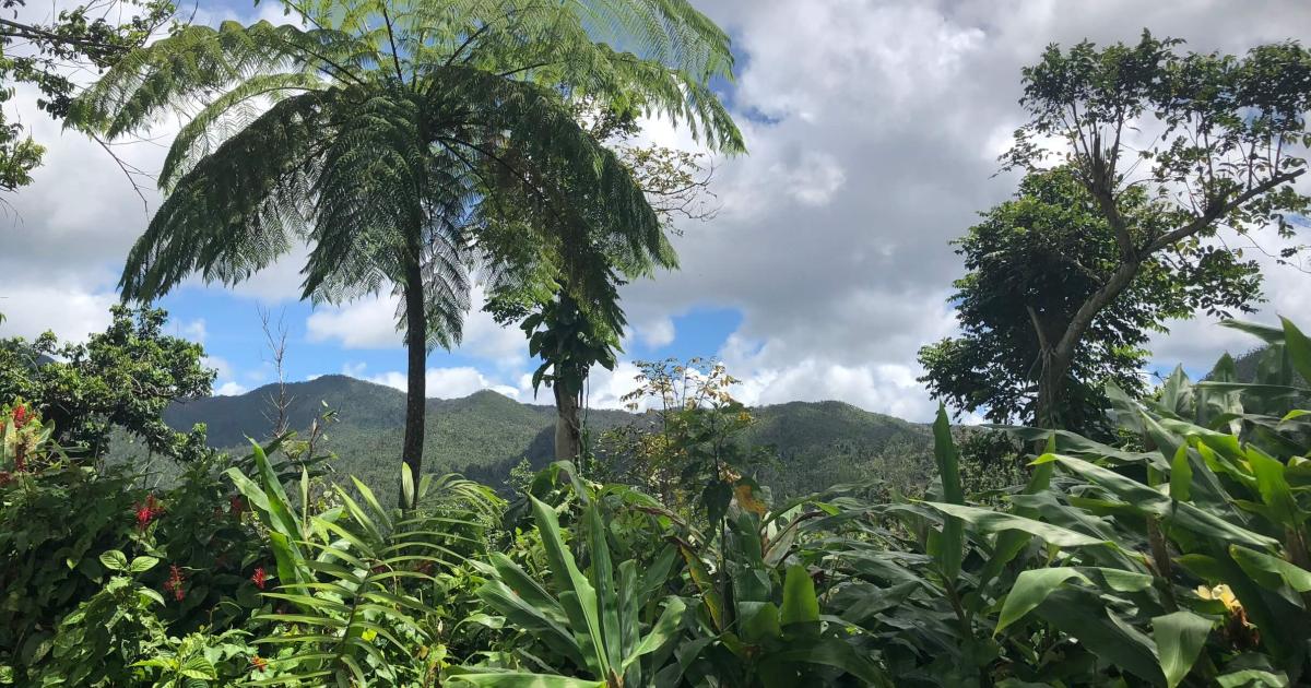 Things To Do In Rio Grande Discover Puerto Rico