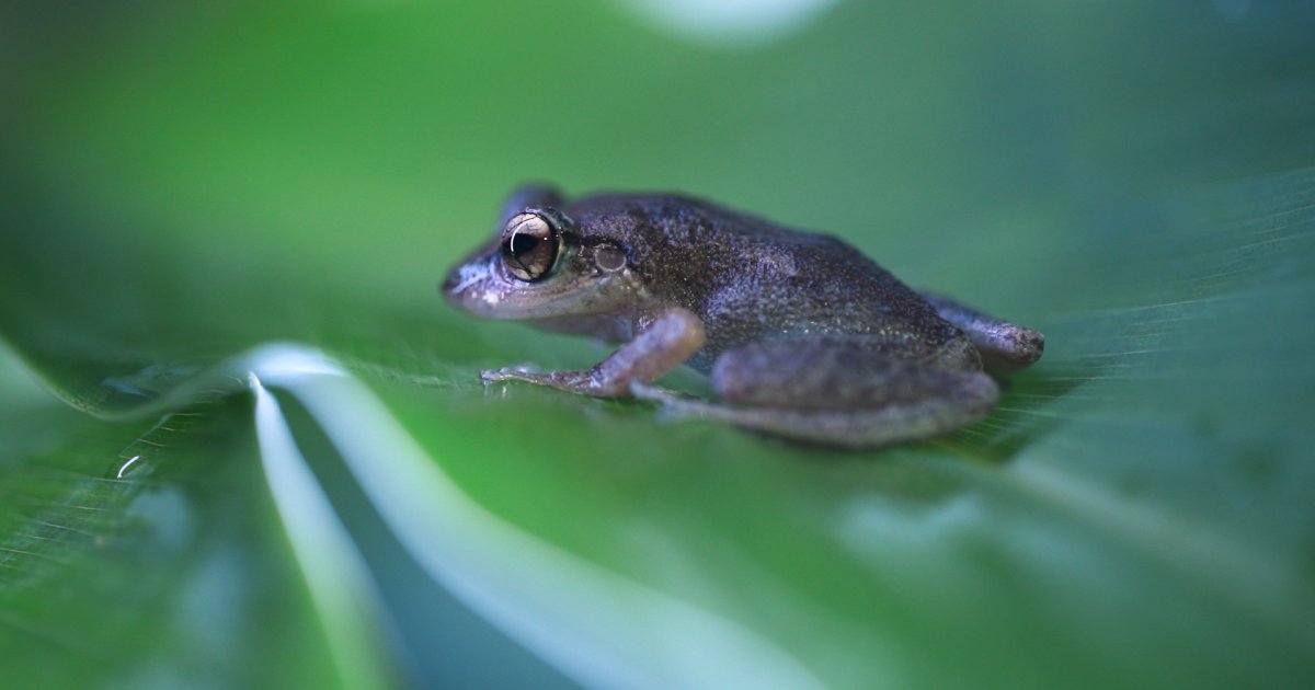 The Sounds of the Coquí Explained! Discover Puerto Rico