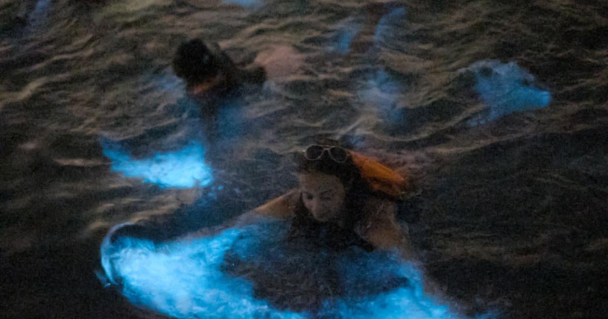 La Parguera Bioluminescent Bay Discover Puerto Rico