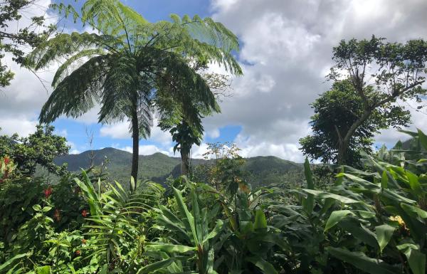 El Yunque rainforest