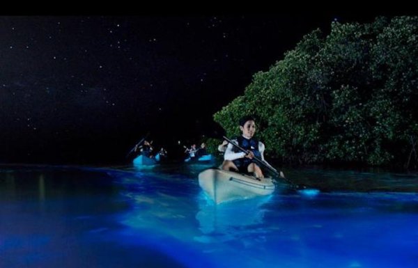 Kayakers enjoy drifting through a bioluminescent bay.