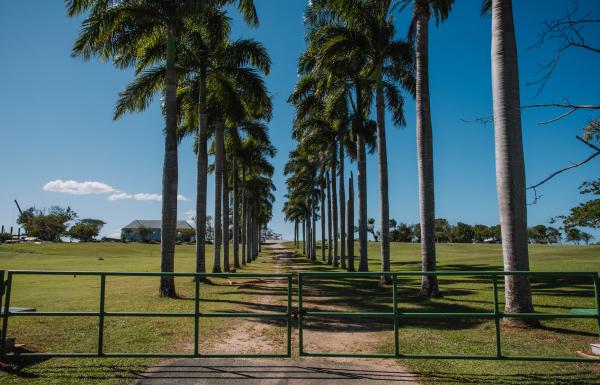 A row of palm trees at the gate of Hacienda La Esperanza in Manatí. 