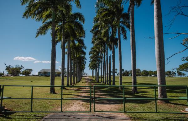 A row of palm trees at the gate of Hacienda La Esperanza in Manatí.