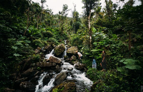 El Yunque National Forest.