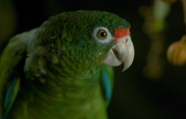 A Puerto Rican parrot.