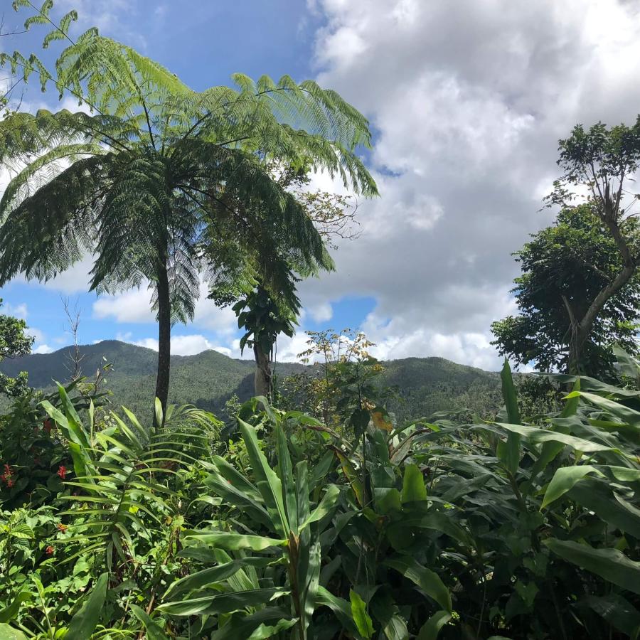 El Yunque rainforest