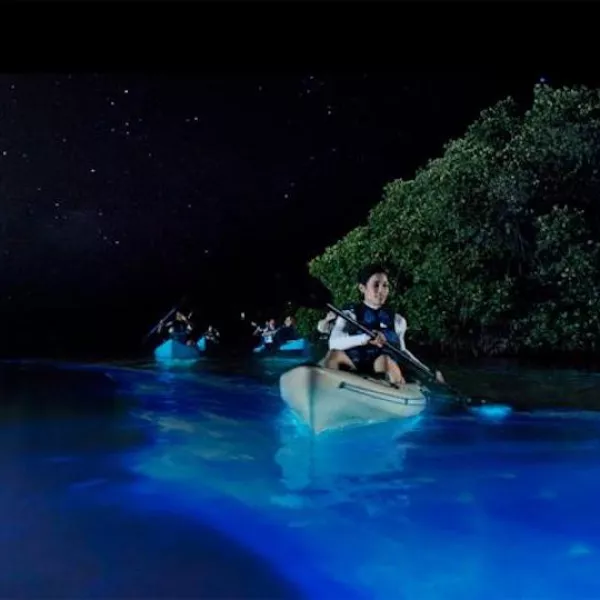 Kayakers enjoy drifting through a bioluminescent bay.