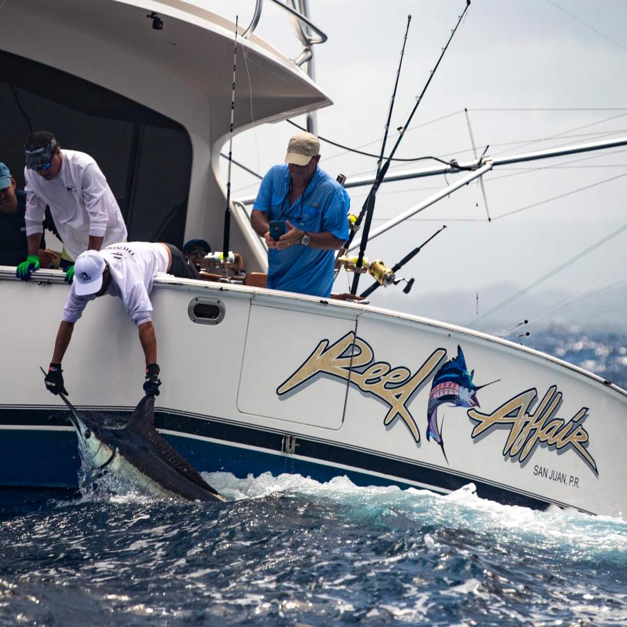 Catch and release of a marlin in San Juan. 