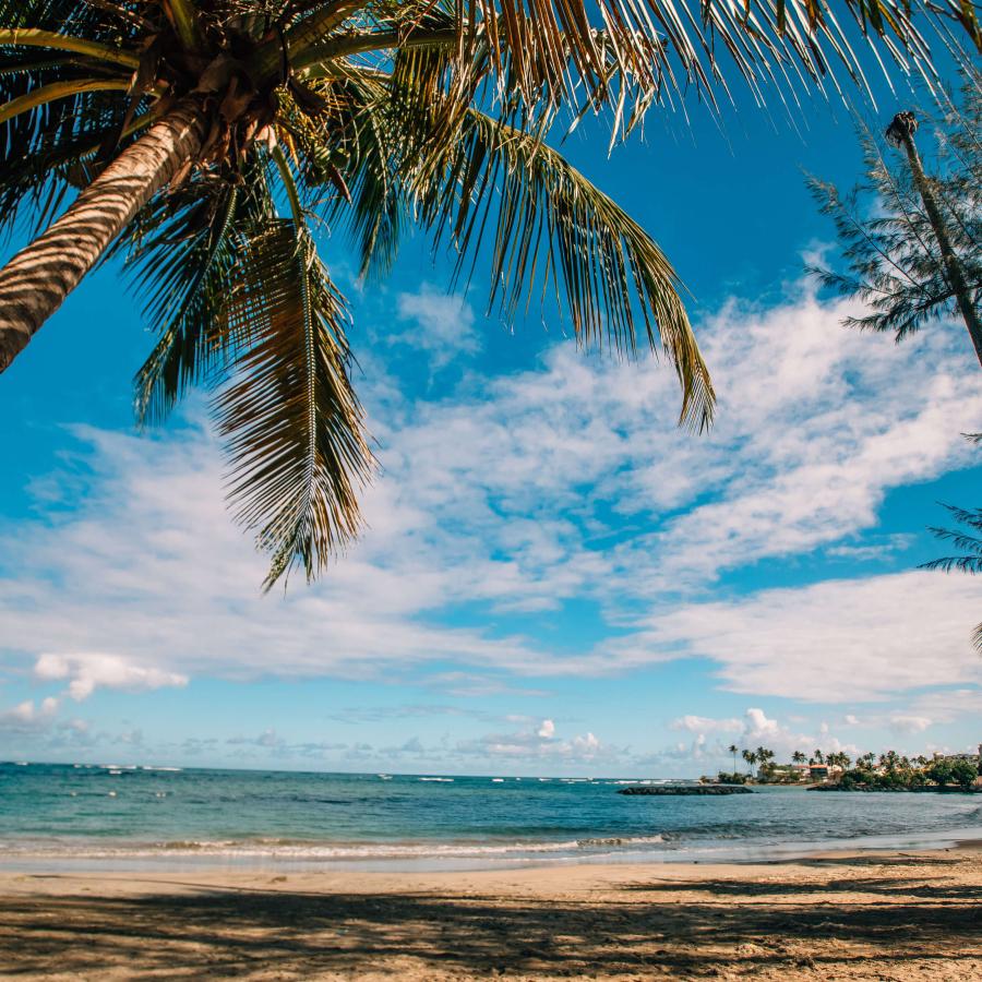 Palm trees frame a view of the ocean and beach at Balneario Manuel Morales