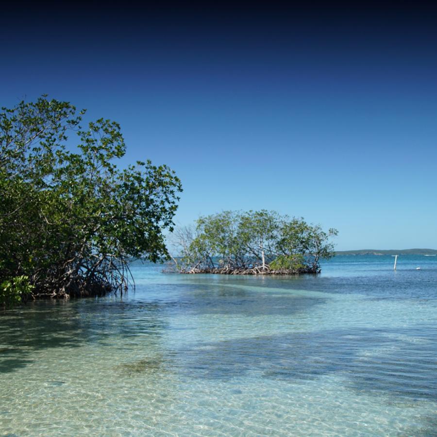 View of the mangrove island known as Gilligan's Island in Guánica.