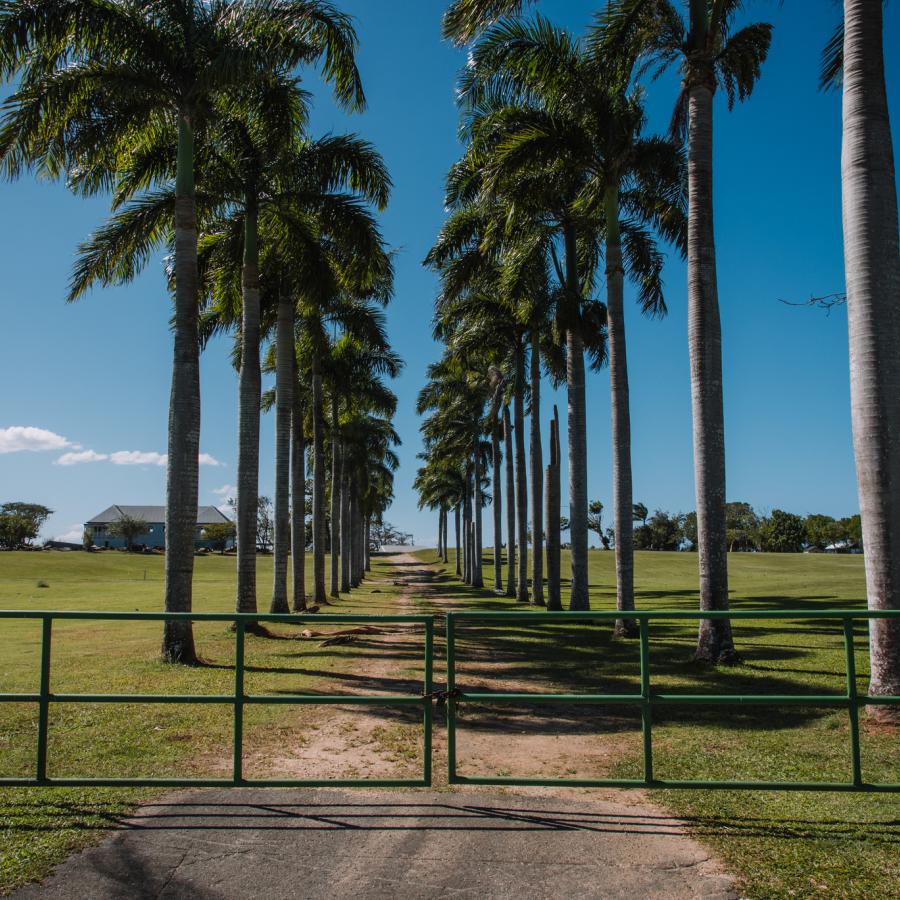 Una hilera de palmeras en el portón de la Hacienda La Esperanza en Manatí.