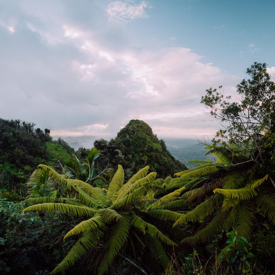 Exuberante vegetación en el Bosque Estatal Toro Negro en Puerto Rico.