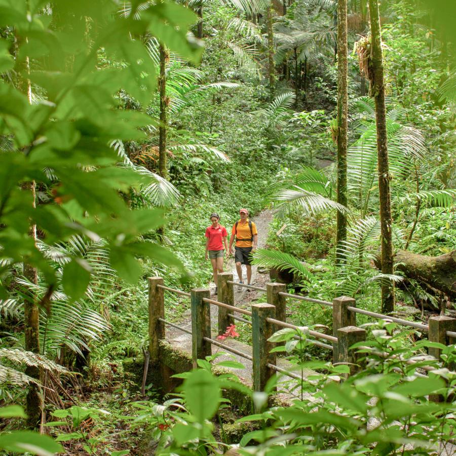 Un par de personas caminan por un sendero rodeado de un exuberante bosque verde