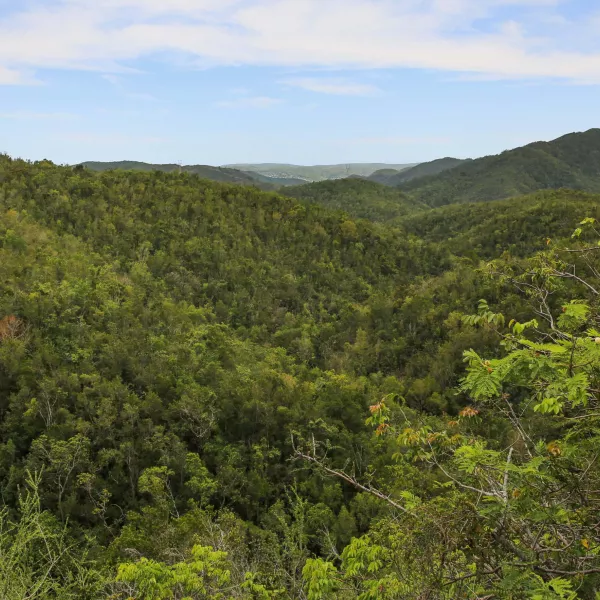 Aerial view of Susúa State Forest