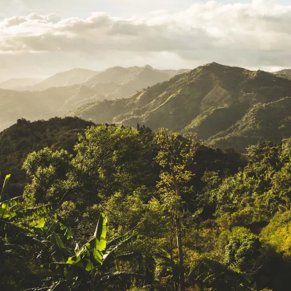 View of the lush landscape of Yauco