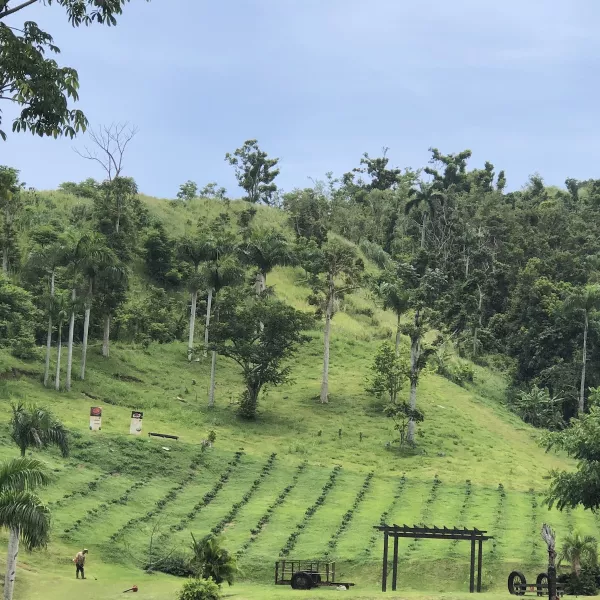 Scenic overview of the Hacienda Muñoz coffee plantation.