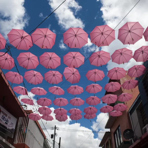 A grid of pink umbrellas is suspended above a street in Cidra
