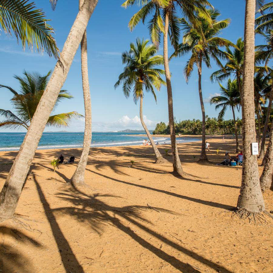 El azul del mar entre las palmas de Luquillo.