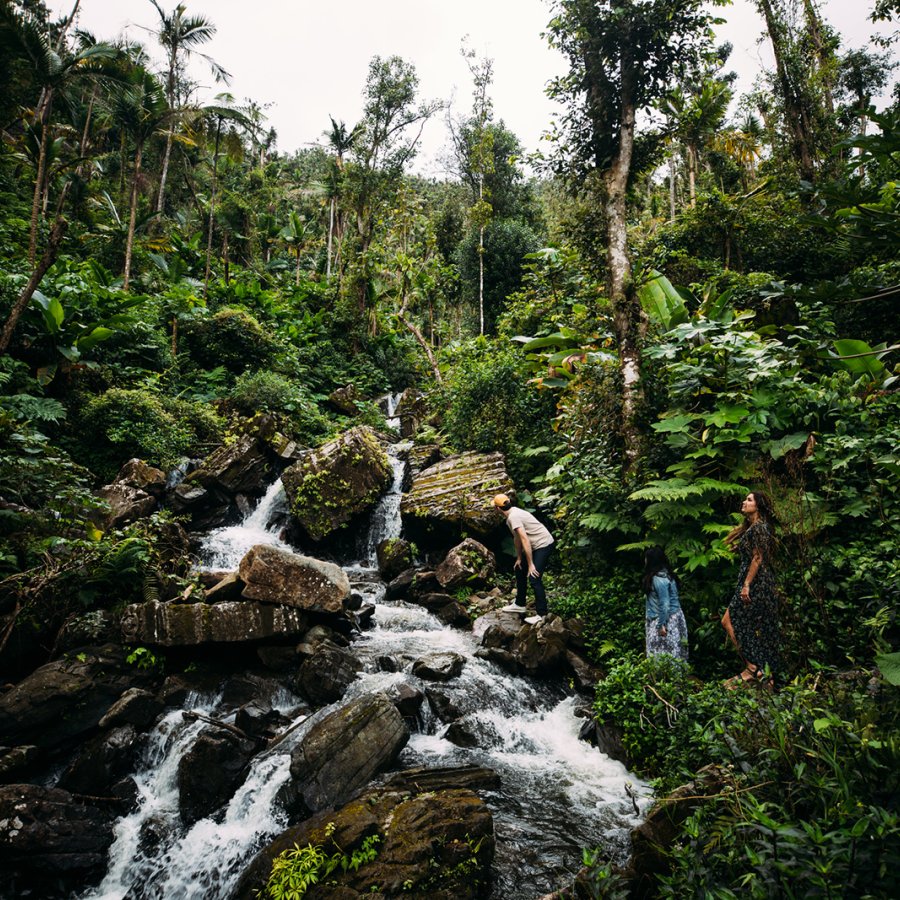 El Yunque National Forest.