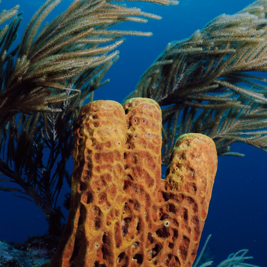 Coral reefs sighting while diving in Mona Island