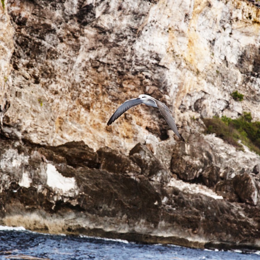 A bird flies across a cave in Isla de Mona