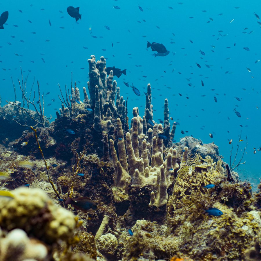 Coral reefs sighting while diving in Mona Island