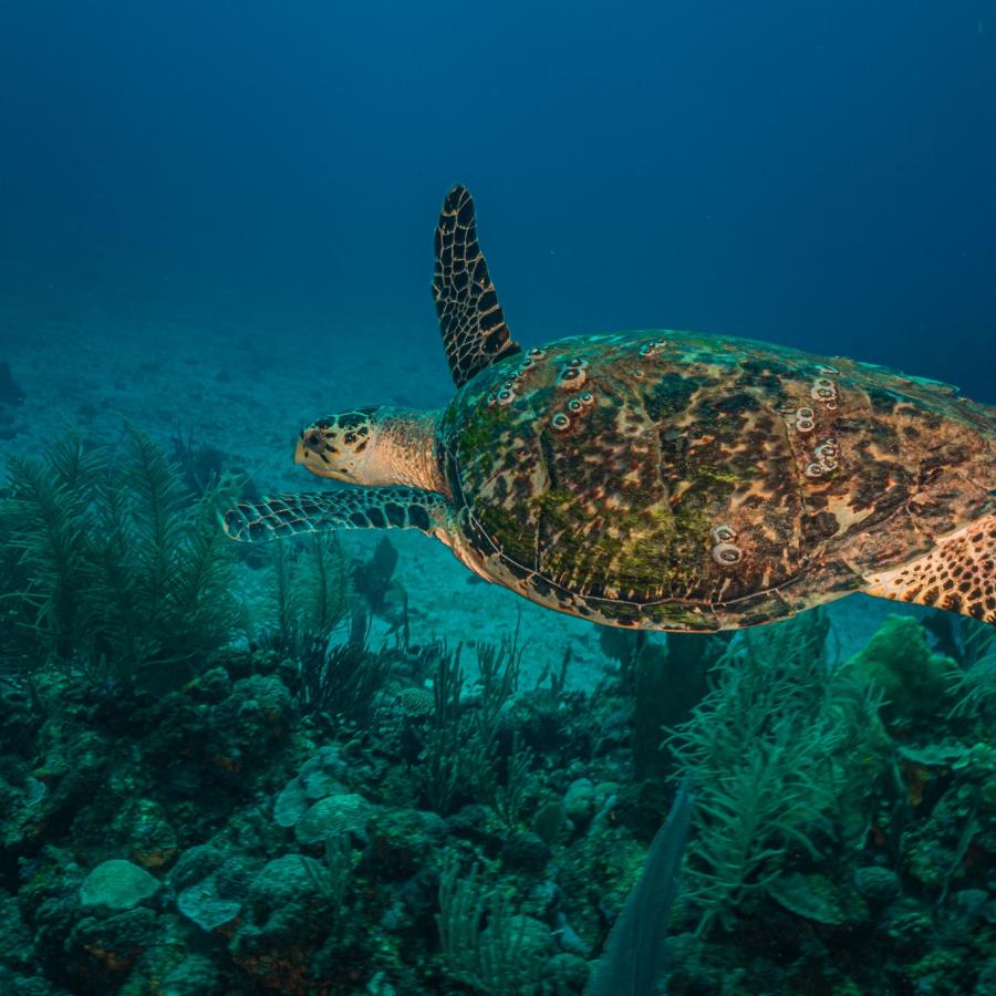 A turtle passes by at The Wall in La Parguera 