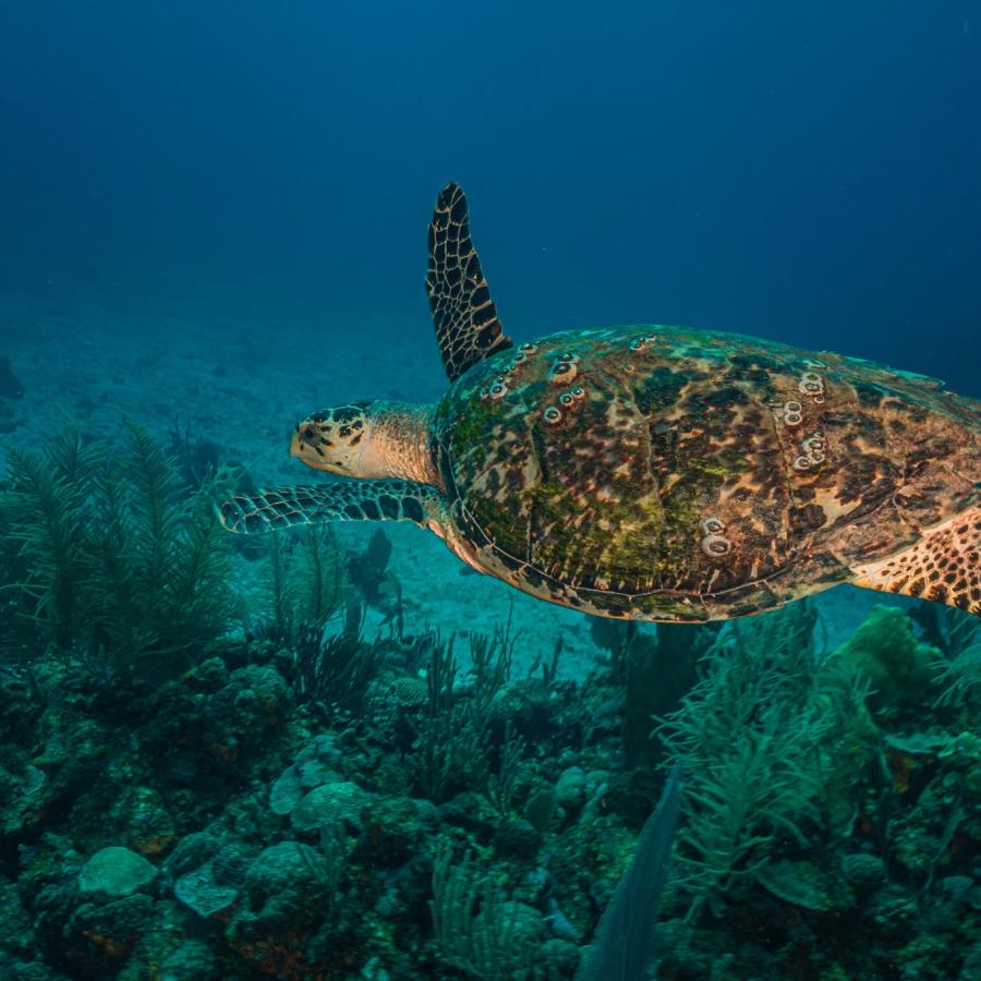 A turtle passes by at The Wall in La Parguera